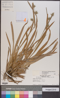 Carex folliculata image