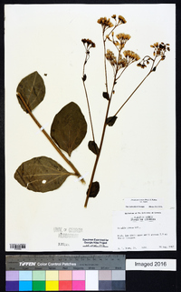 Arnoglossum ovatum image