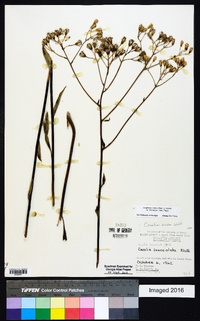 Arnoglossum ovatum image