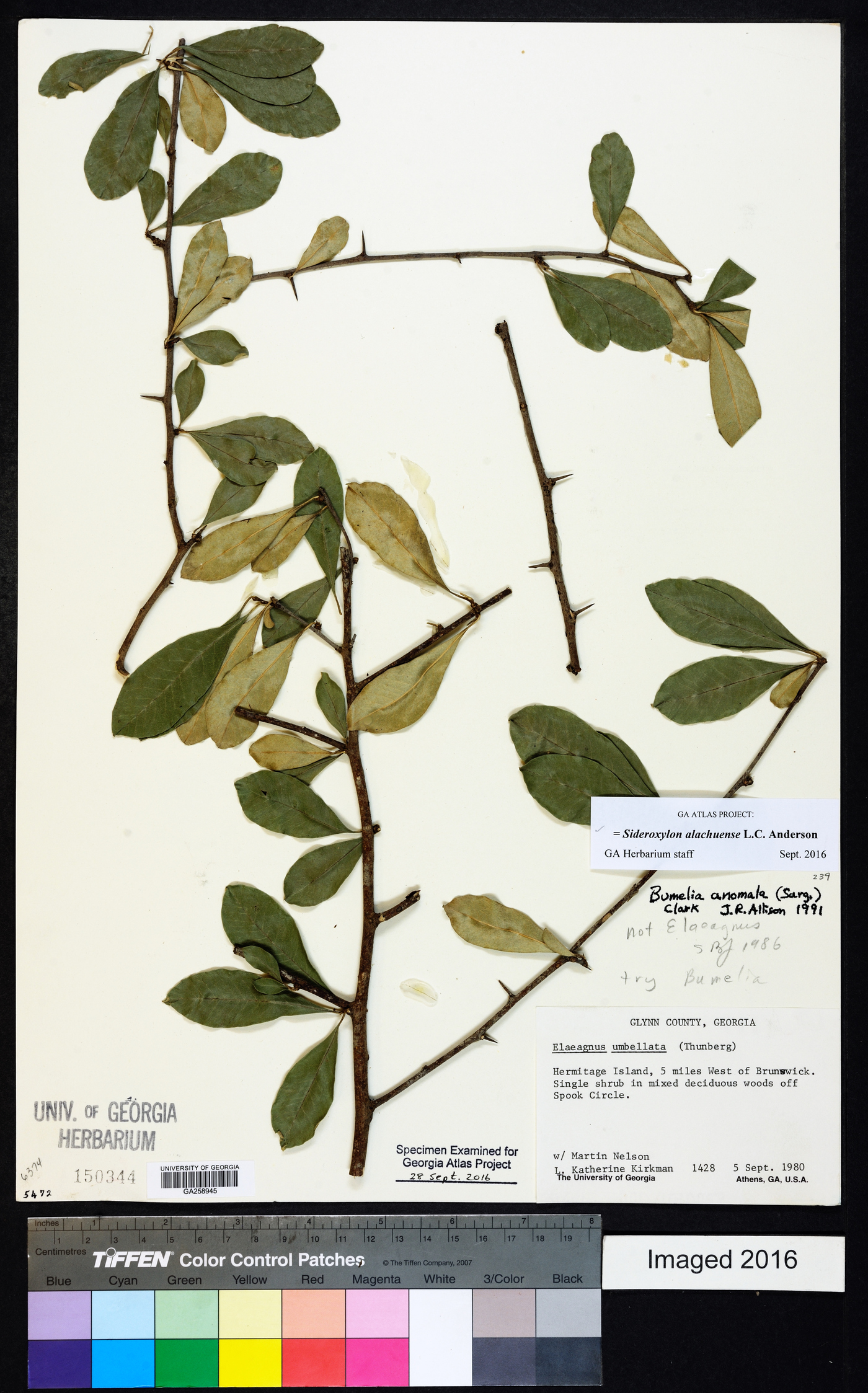 Sideroxylon alachuense image