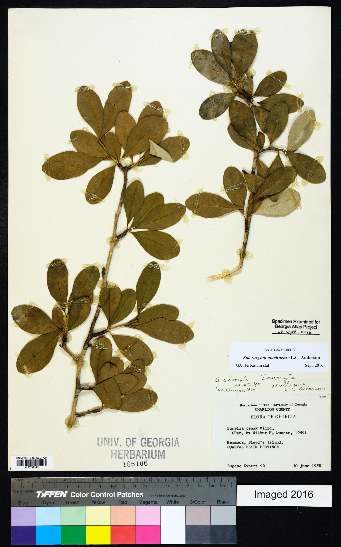 Sideroxylon alachuense image