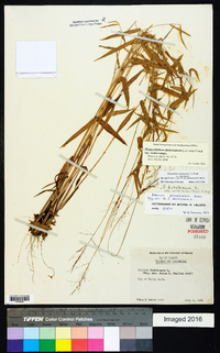 Dichanthelium dichotomum var. dichotomum image