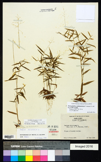 Dichanthelium dichotomum var. dichotomum image