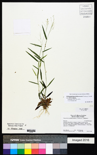 Dichanthelium dichotomum var. dichotomum image