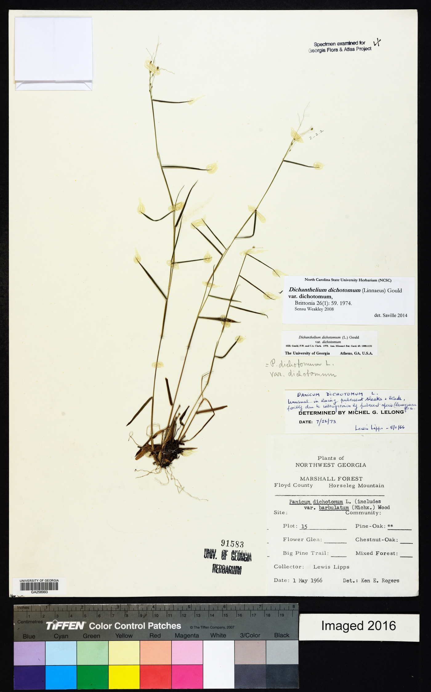 Dichanthelium dichotomum var. dichotomum image