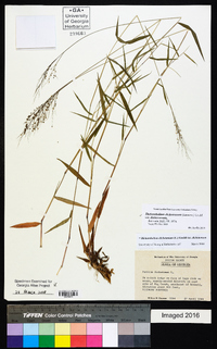 Dichanthelium dichotomum var. dichotomum image