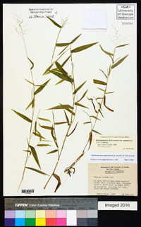 Dichanthelium dichotomum var. ramulosum image