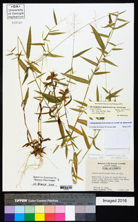 Dichanthelium dichotomum var. ramulosum image