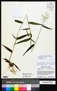 Dichanthelium dichotomum var. ramulosum image