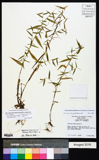 Dichanthelium dichotomum var. ramulosum image