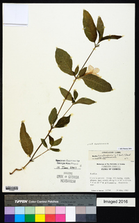 Ruellia caroliniensis image