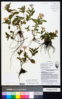 Ruellia caroliniensis image