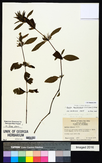 Ruellia caroliniensis image