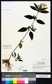 Ruellia caroliniensis image