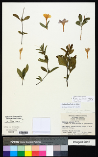 Ruellia caroliniensis image