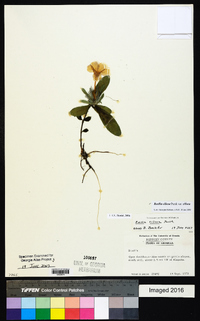 Ruellia caroliniensis image