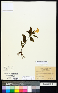 Ruellia caroliniensis subsp. ciliosa image