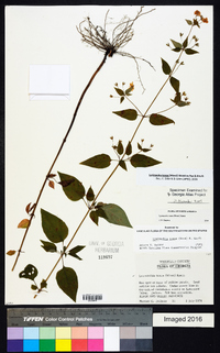 Lysimachia tonsa image