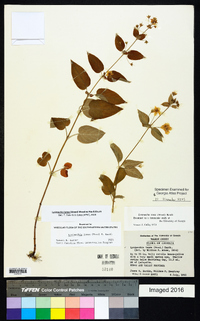 Lysimachia tonsa image