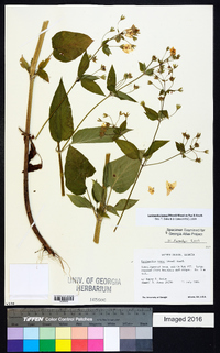 Lysimachia tonsa image