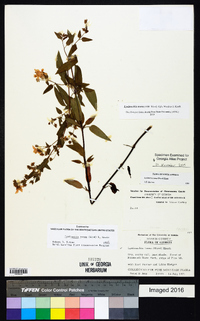 Lysimachia tonsa image