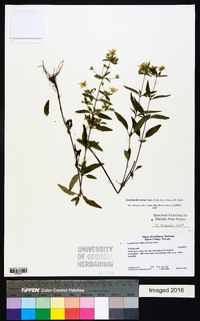 Lysimachia tonsa image