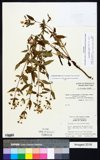 Lysimachia tonsa image