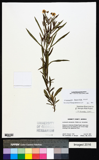 Lysimachia lanceolata image