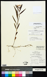 Lysimachia lanceolata image