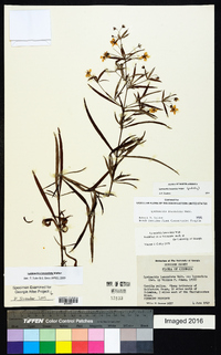 Lysimachia lanceolata image