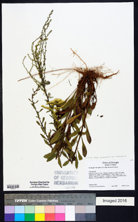 Solidago nemoralis var. nemoralis image