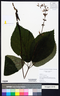 Collinsonia verticillata image