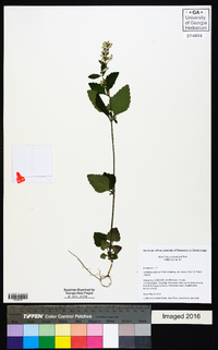 Scutellaria elliptica var. hirsuta image