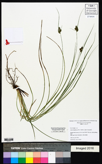 Carex complanata image