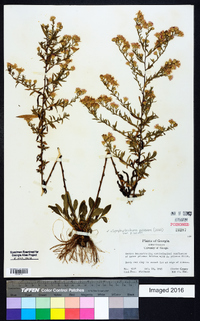 Symphyotrichum pilosum var. pilosum image