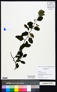 Malus angustifolia image