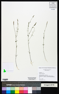 Polygala ambigua image