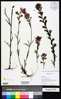 Castilleja coccinea image