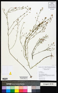 Agalinis obtusifolia image