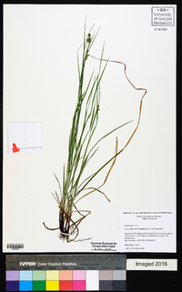 Carex swanii image