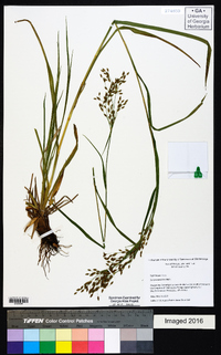 Scirpus pendulus image