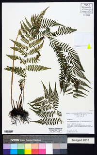 Athyrium filix-femina subsp. asplenioides image