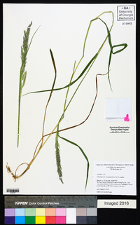 Calamagrostis cinnoides image