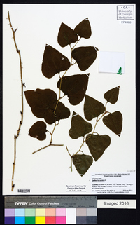 Smilax bona-nox image