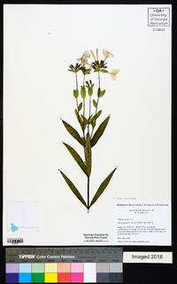 Phlox maculata image