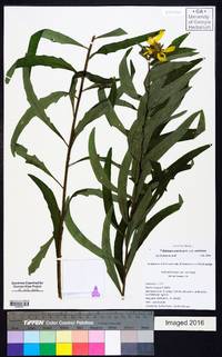 Silphium asteriscus var. asteriscus image