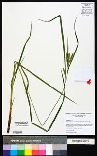 Carex crinita var. brevicrinis image