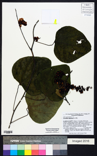 Nephroia carolina image