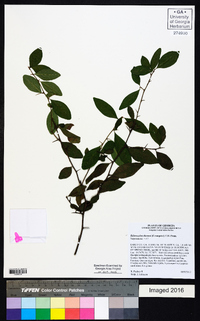 Sideroxylon thornei image