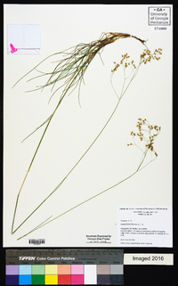 Deschampsia flexuosa image